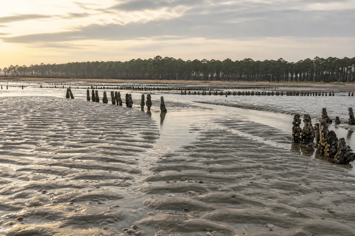 Marées et saisons de pêche