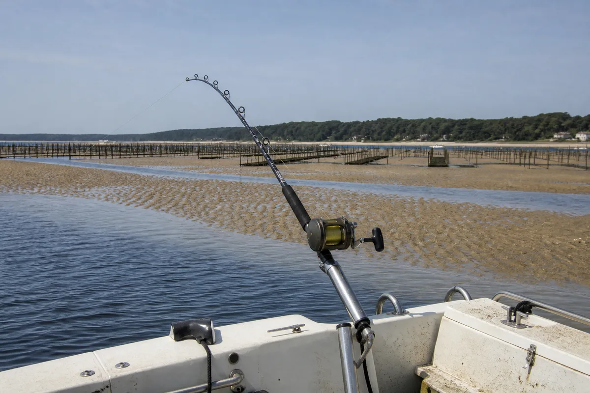 Pêche au gros