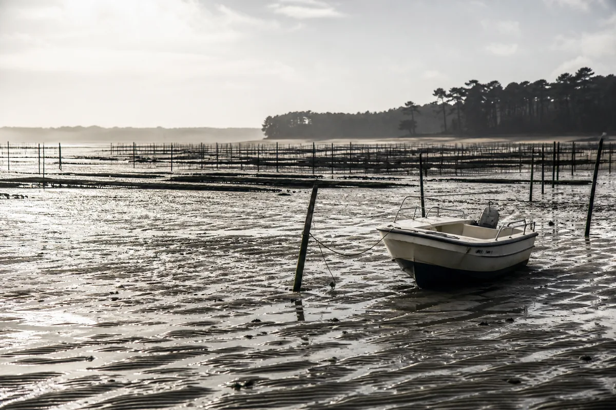 Pêcher le bar du bord sur le bassin d'Arcachon