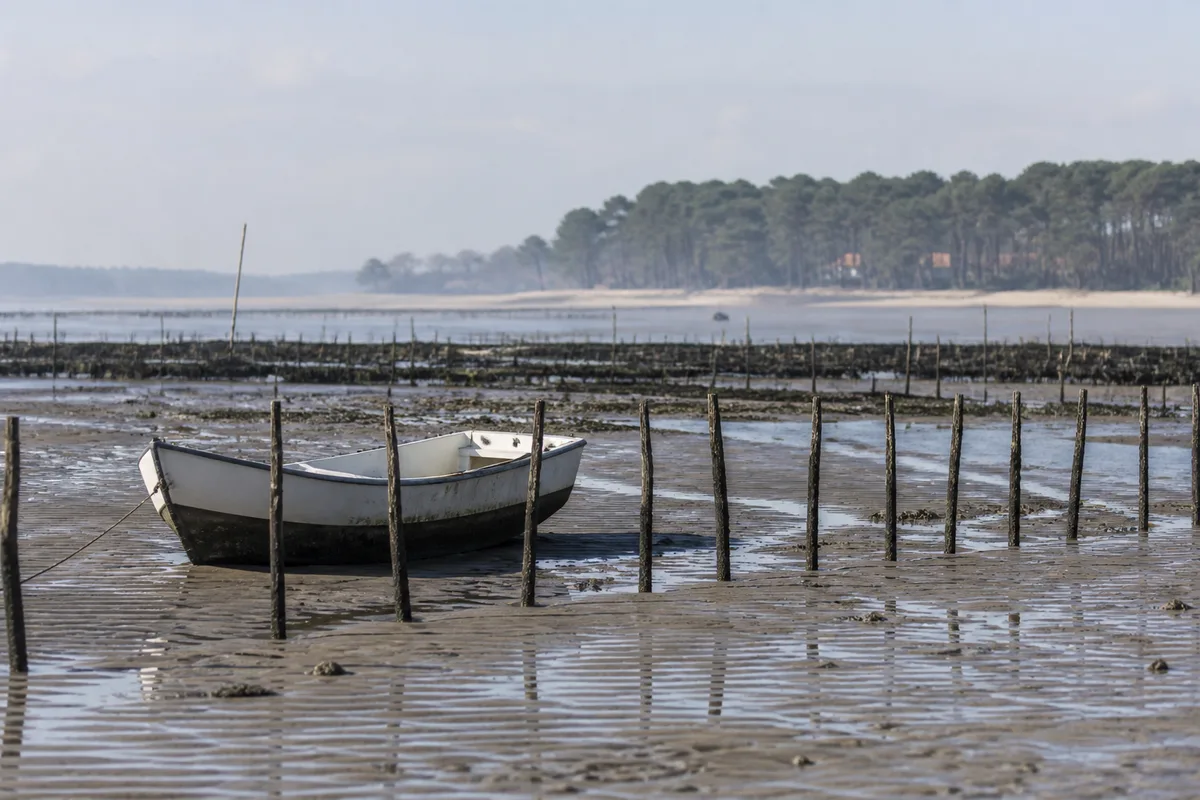 Requins du bassin d'Arcachon, quelles espèces croise-t-on vraiment